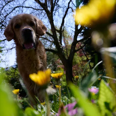 Morgensonne Hotel Badenweiler